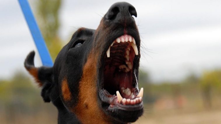 Собака напала на ребенка на северо-востоке Москвы 