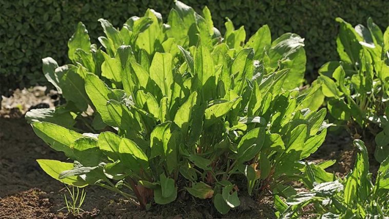 Диетолог назвала укрепляющий иммунитет продукт 