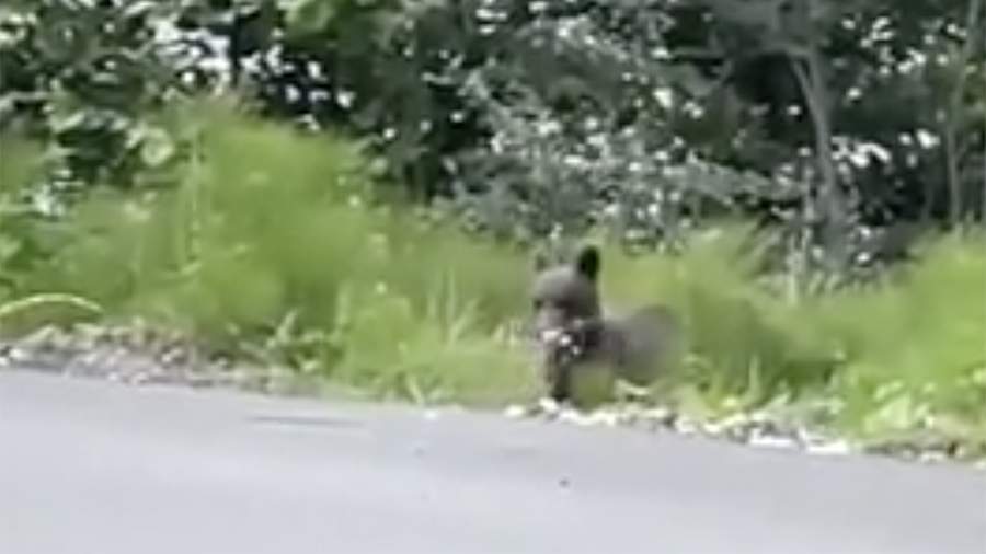 У Олимпийской деревни в Сочи заметили медвежонка 