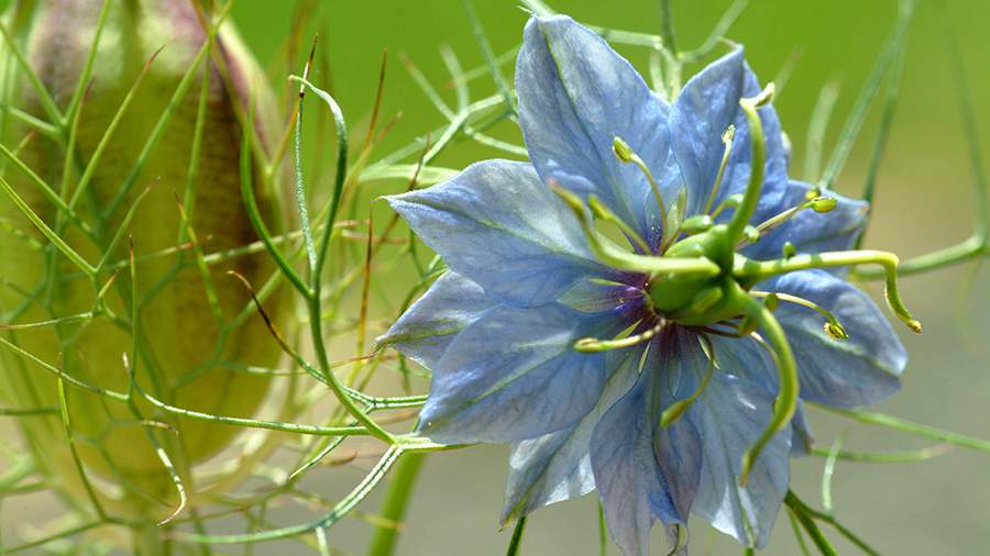 Эксперт оценил обнаружение нового природного средства от COVID-19 