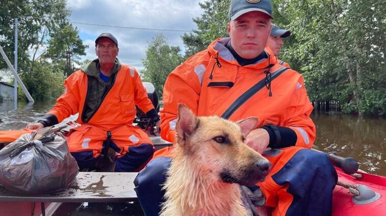 Более сотни жилых домов подтопило из-за паводков в Приамурье 