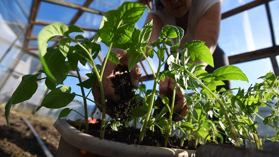 Юрист рассказала о запрещенных для разведения на даче растениях 