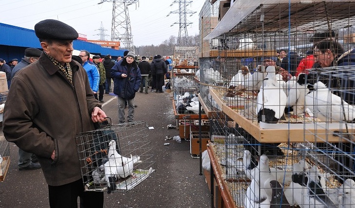 Птичий рынок сорока московская область пушкино фото