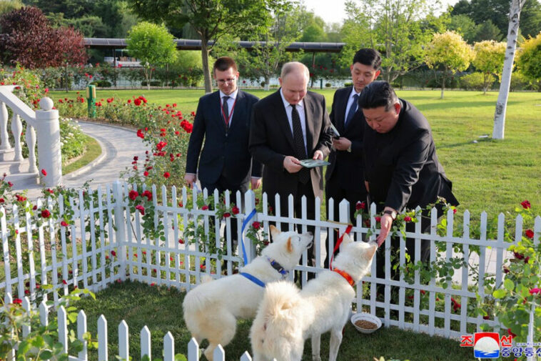 Не просто домашние животные: почему Ким Чен Ын подарил Путину редких охотничьих собак