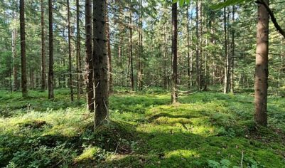 Супруги-грибники таинственно погибли в лесу Подмосковья