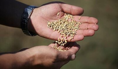 Россия собрала рекордный урожай риса