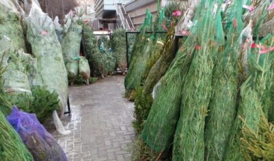 Цены на елки стартуют от 2000 рублей: дешевле только лапник