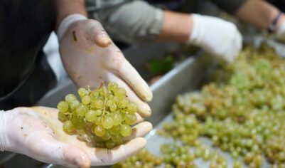 Мировые продажи популярного алкоголя упали до самого низкого уровня с 1961 года