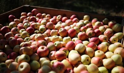 Россиян предупредили о возможном снижении поставок фруктов из Турции