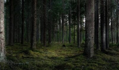 Зашли в лес, и больше их не видели: в Забайкалье ищут пропавших спасателей