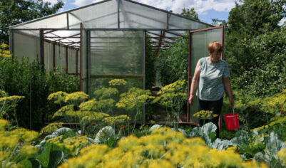 До восьми лет лишения свободы. Что запрещено выращивать на дачных участках