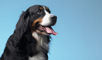 Россиянин открыл стрельбу по женщине после ссоры из-за выгула собак