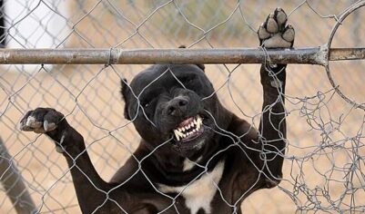 «112»: Хозяин питбуля натравил собаку на женщину с ребенком в Приморье