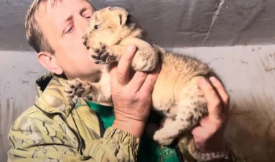 «Чувствовал себя львом»: коллега рассказал, почему на директора сафари-парка Олега Зубкова напал хищник