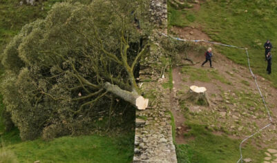«Идиотская миссия»: убийцы легендарного дерева за три минуты уничтожили символ нации