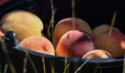Грузия экспортировала в Россию рекордные 2,9 тысячи тонн персиков и нектаринов