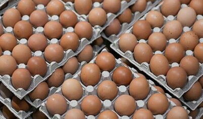 Крупные производители яиц в России исключили забой кур-несушек