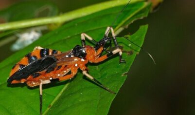 «Тихие домашние убийцы»: клопы-людоеды начали распространять смертельную болезнь