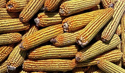 Россия увеличила поставки кукурузы в Китай до рекордных объемов