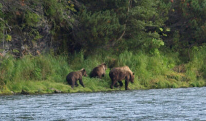 «Когда человек стоит, для медведя он загадка, когда лежит — добыча»: на Камчатке хищник травмировал саратовскую туристку