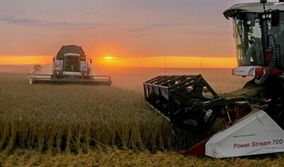 Экспорт пшеницы из России в Китай упал в 19 раз