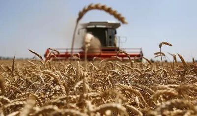 Reuters: ЕС сократит импорт украинской пшеницы и сахара на 80%