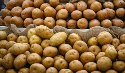 В Картофельном Союзе главной проблемой аграриев назвали ценовую турбулентность