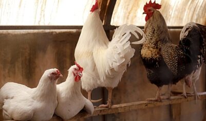В Минсельхозе прокомментировали информацию о массовом забое кур-несушек