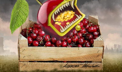 Черешня поставила рекорд подорожания: цена взлетела на 38% за месяц