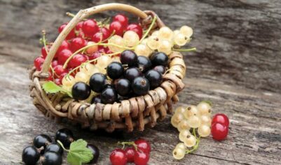 Красная и черная смородина: заготовки впрок, которые выручат зимой