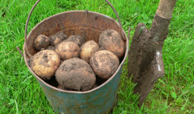 Картофель дешевеет быстрее всего: эксперты поспорили о природе нынешней дефляции