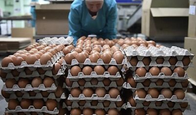 Российские птицефабрики попросили перейти на плановые закупки