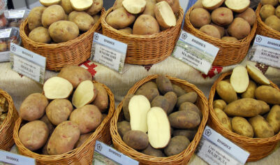 Что будет с ценами на картошку: эксперт дал ответ