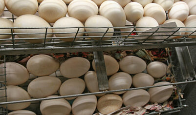 Яйца в России стремительно дешевеют на фоне перепроизводства