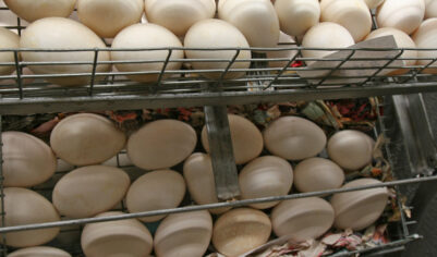 Яйца в России стремительно дешевеют на фоне перепроизводства