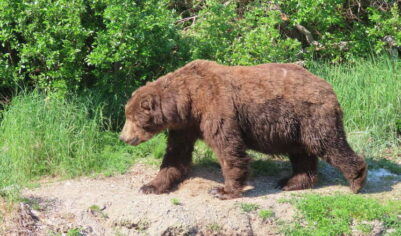 Почему Россия продала Аляску