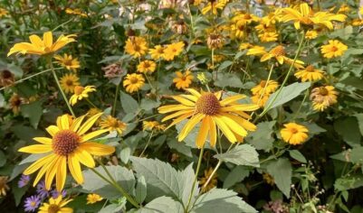 Лунный календарь садовода-огородника: Что делать на даче 21 сентября 2025 года