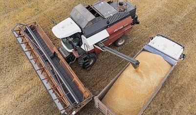 Экспорт российской пшеницы обрушился
