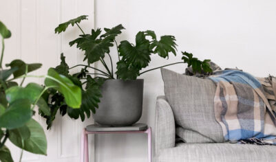 Антимагнит: 7 растений в доме, поедающих вашу денежную энергию