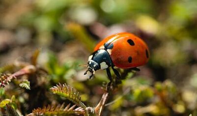 В России началось нашествие хищных божьих коровок