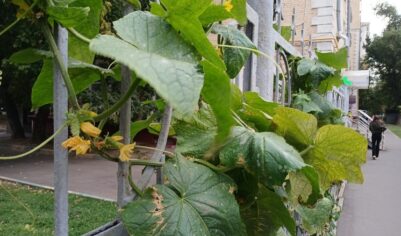 Москвичи начали сажать в палисадниках плодовые деревья и огородные растения