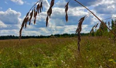 Заблудившийся грибник неделю выживал в лесу под Гатчиной без еды и воды