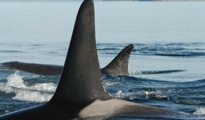 Разгадана тайна нападений китов-убийц на суда по всему миру