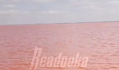 Розовое озеро Сасык-Сиваш «ожило» в Крыму и наполнилось водой