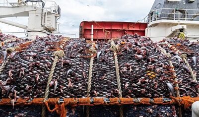 Российский минтай полностью вытеснил импортный с внутреннего рынка