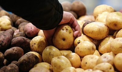 Минсельхоз выступил против фиксации цен на картофель в магазинах