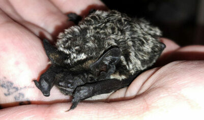 Они пьют кровь? А молоко? А чем они опасны? Что делать, если нашли летучую мышь