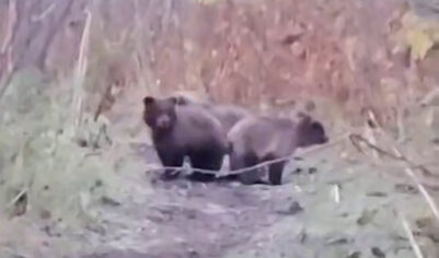 Решили не забирать: в судьбе камчатских медвежат случился неожиданный поворот