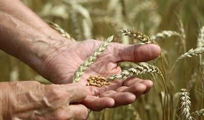 Доходы России от продажи продовольствия подсчитали