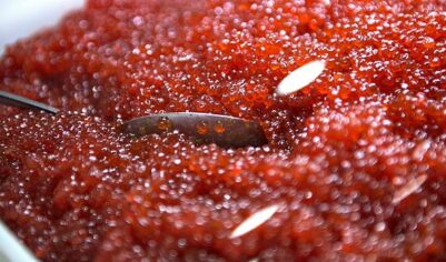 В РФ начала дешеветь красная икра